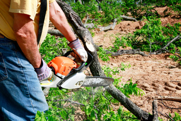 How Our Tree Care Process Works  in  Conway, PA